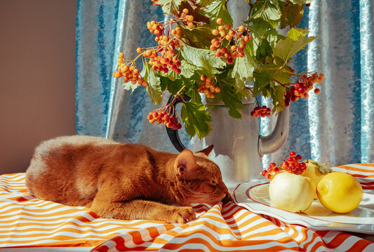Cat resting beside fruits and flowers on a table