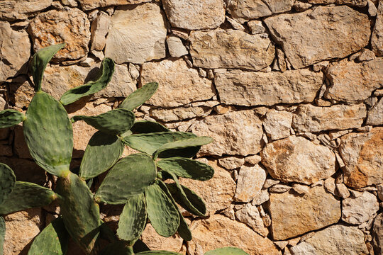 Nopal cactus next to traditional cretan stone wall