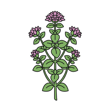 Oregano herb plant with green rounded leaves and small pink flower heads shown in a clean vector botanical illustration on a white background.