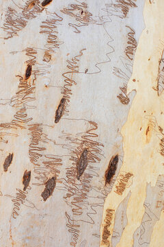 Close-up of intricate patterns on eucalyptus bark from insect trails