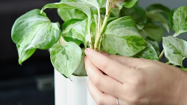 Woman removing dead leaves while adjusting healthy foliagof a green Epipremnum pothos plant, modern living space with natural light