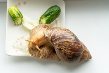 Big snail achatina pet. Animal at home. Eating cucumber veggies food. © Real_life