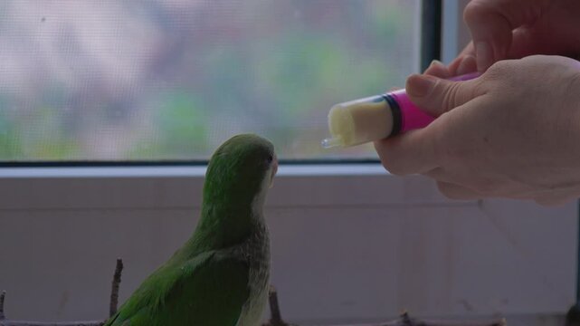Person hand feeding a young green parrot with a feeding syringe indoors at home.