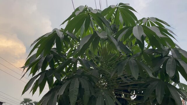 Natural Background Texture of Tropical Tapioca Plant Foliage