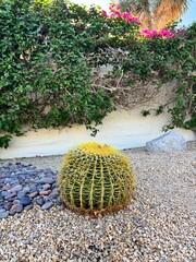 cactus in the desert © Georgia