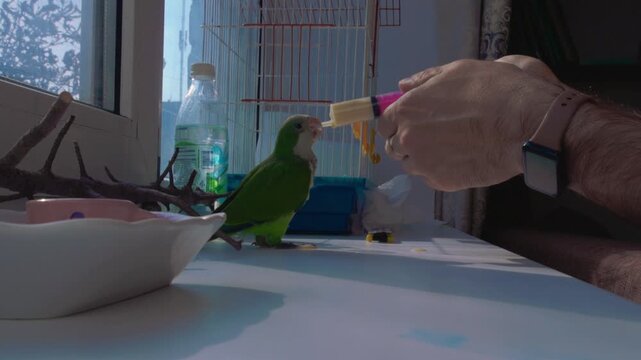 Person feeding a small green pet parrot by hand while the bird is perched on a branch near a window.