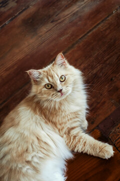 Cat Resting on Wooden Floor in a Cozy Room