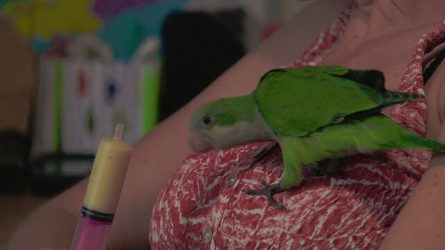 Person feeding a small green pet parrot by hand while the bird sits on a branch indoors.