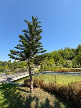Norfolk Island Pines (Araucaria heterophylla) and a Weeping Willow (Salix babylonica) standing near a public park water pool under a clear blue summer sky on a bright sunny day.