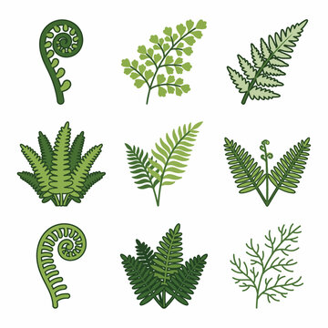 Set of various tropical fern fronds and fiddlehead icons isolated on a white background. Botanical vector illustration featuring green forest foliage, jungle plant leaves, and decorative greenery.
