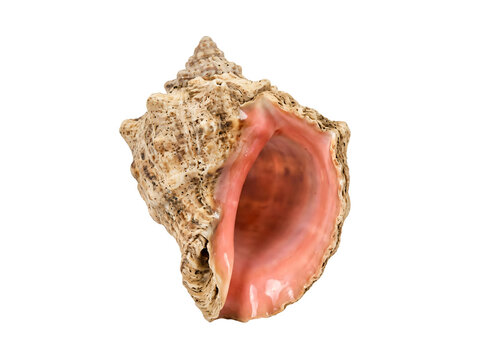 Pink conch shell on white background | Tropical sea shell isolated on white | Natural marine gastropod specimen | Ocean shell home decor object