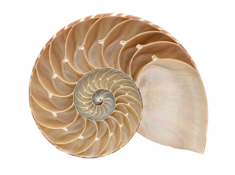 nautilus shell cross section internal chambers | fibonacci spiral in nature sacred geometry | logarithmic spiral of nautilus seashell | natural sea shell architectural pattern on white
