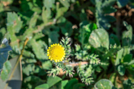 Cotula pruinosa Yellow Bachelor Buttons Wildflower in Western Cape, South Africa
