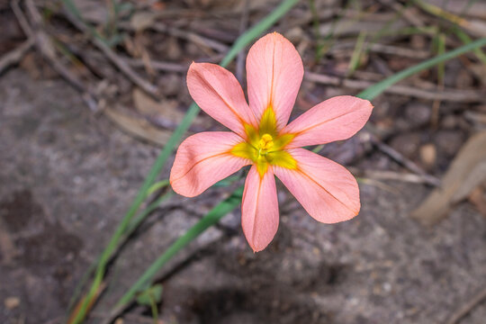 Moraea miniata Two-Leaf Cape Tulip Wildflower in Cape Town, South Africa