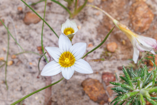 White Romulea Flava Wildflower with Yellow Centre in Cape Fynbos