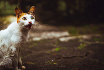 cat on the grass © Adnan