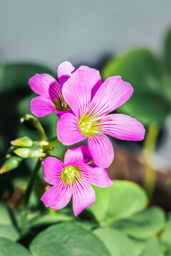Oxalis latifolia naturalised wood sorrel in Cape Town, South Africa