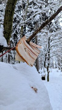 slices of raw pork fat with skin (salo or lard) hanging from a tree branch in a snow-covered winter forest, serving as a bird feeder in natural daylight