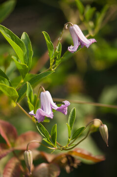 Two Flowers and Buds of Clematis Betty Corning