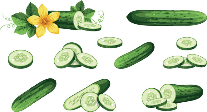 Large set of isolated fresh cucumber graphics featuring organic green slices drops of water and garden plant elements vector