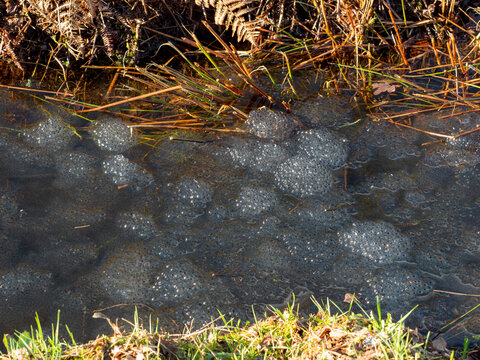 &oelig;ufs de grenouille dans une rigole