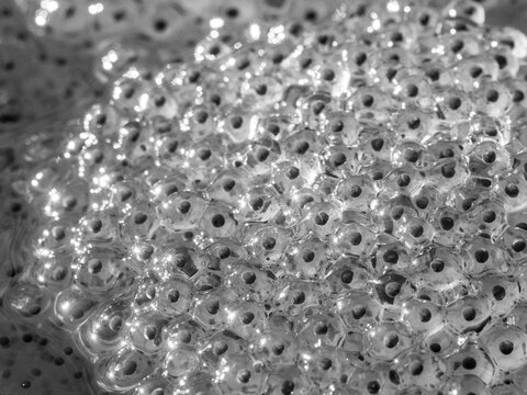 &oelig;ufs de grenouille en monochrome