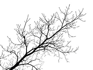 Fototapeta premium Bare winter tree branch silhouette on white background | Minimalist black and white nature branch art | Intricate leafless twigs isolated vector style | Stark tree branches against white sky