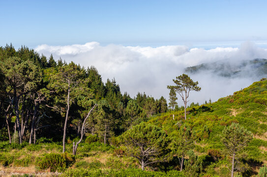 Dramatic Madeira landscape with lush green hills and misty clouds. Dense forest meets rolling terrain under a soft sky. Natural scenery of Portugal's island paradise.
