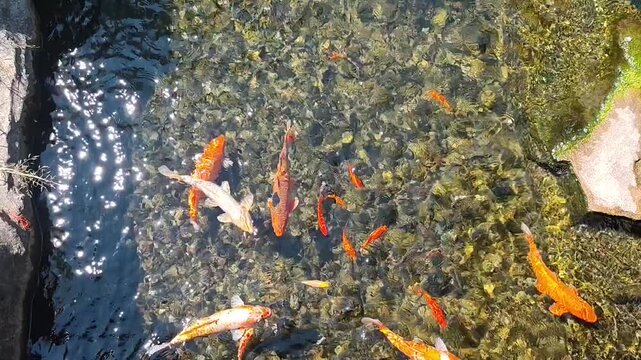 Colorful koi fish swimming densely in green pond water, top view of orange, white and black carp near the surface.