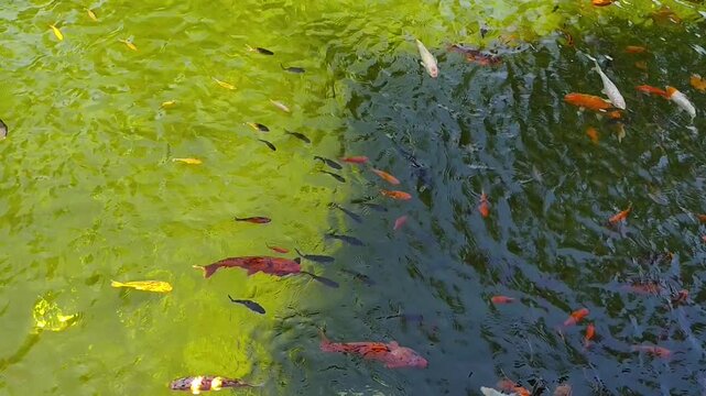 Colorful koi fish swimming densely in green pond water, top view of orange, white and black carp near the surface.