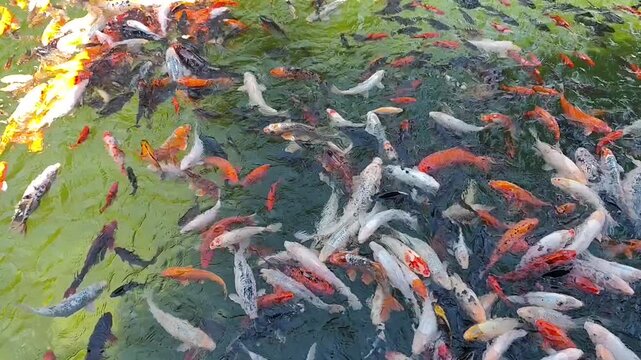 Colorful koi fish swimming densely in green pond water, top view of orange, white and black carp near the surface.