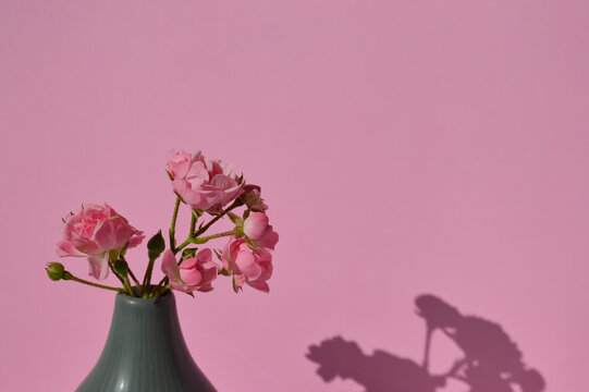 Pink roses in ceramic vase casting shadow on pink background