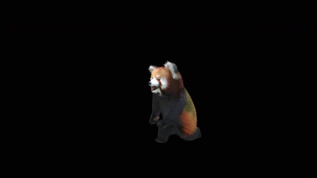 Cute 3D animated red panda dancing rumba with alpha channel. Cartoon animal character isolated for compositing, motion graphics, video editing, and digital content creation.