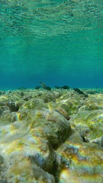 Vertical footage, Forward motion over beautiful flat-top on shallow coral reef with bite marks from feeding parrotfish against turquoise water and surface, lots of tropical fish swims above corals 