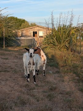Deux ch&egrave;vres naines marchant dans un enclos &agrave; la campagne