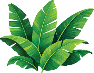 Bunch of Lush Green Banana Leaves tropical leaves foliage © azmir