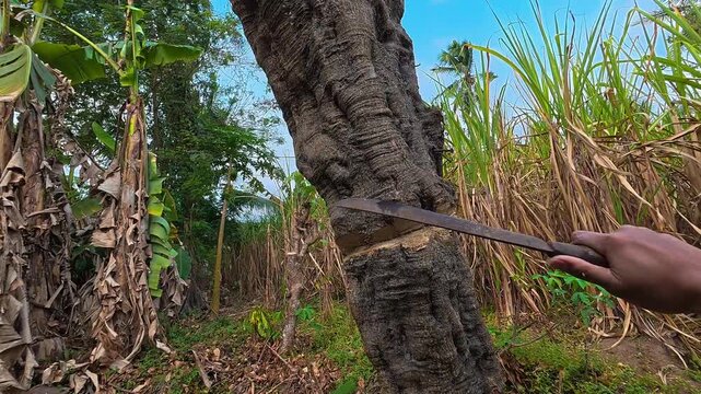 POV video of a person chopping a tree trunk using a sharp machete in a tropical field