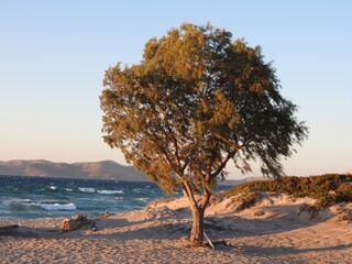 Samotne drzewo na Greckiej plaży © Maciej