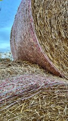 Large wrapped hay bale with mesh netting showing straw texture detail and blue sky, autumn harvest farm storage © Olshanetskaia
