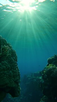 Vertical footage, Outside coral reef highlighted by the last rays of the setting sun in the backlight. Marine life on a tropical reef under the bright sunrays in evening light at sunset