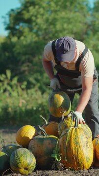 Man gardener in gray overalls and cap lifts and inspects pumpkins in a field, showcasing the harvest process with various sizes of pumpkins arranged on the ground under clear blue skies