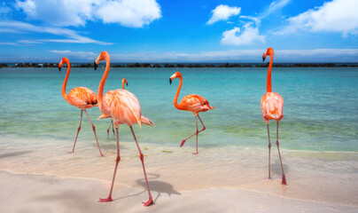 Three pink flamingos walking along a tropical Caribbean beach © PhotoWallDecoration
