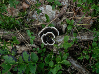 A fungus from the polypore family grows on a rotten branch. Trametes versicolor © Iryna Diadechko