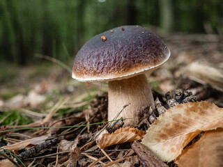 edible mushroom in the forest. Mushroom-picking season. Edible mushrooms. Boletus edulis. porcini mushrooms © Iryna Diadechko