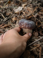 edible mushroom in the forest. Mushroom-picking season. Edible mushrooms. Boletus edulis. porcini mushrooms. mushroom harvesting process © Iryna Diadechko