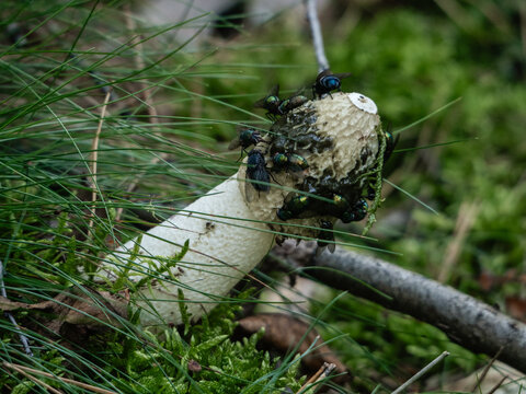The mushroom emits a smell of rotten meat to attract insects, which help spread the spores. There are a lot of flies on the mushroom. Phallus impudicus. common stinkhorn