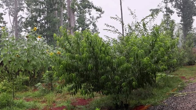 Stormy rain pours down on plants in garden located in rural area water collects on ground plants sway.
