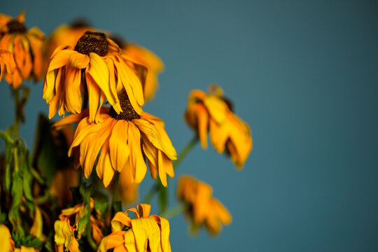 Bouquet of dying wilted yellow daisy flowers in a studio setup.