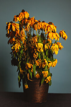 Bouquet of dying wilted yellow daisy flowers in a studio setup.