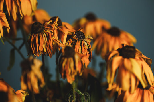 Bouquet of dying wilted yellow daisy flowers in a studio setup.